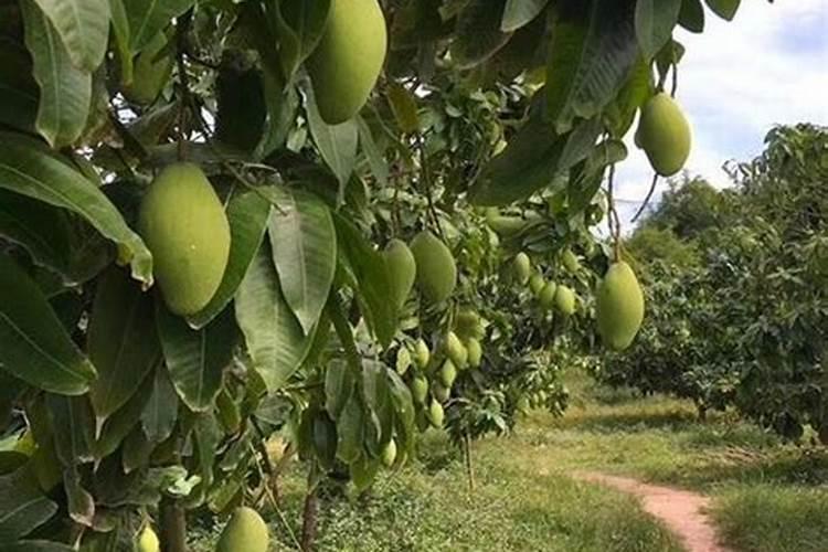 玉米复合肥80斤装氮磷钾含量常规的有哪几种？