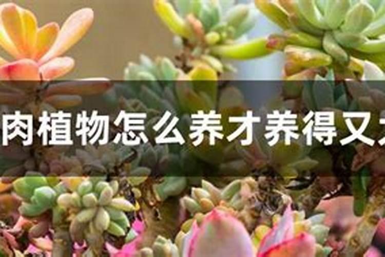 多肉植物种植技术——玉露