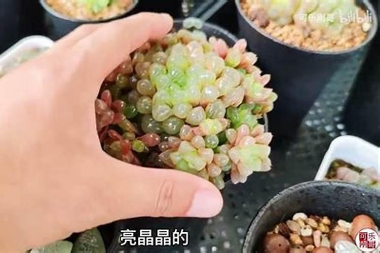 刚上盆的玉露需要马上浇水吗