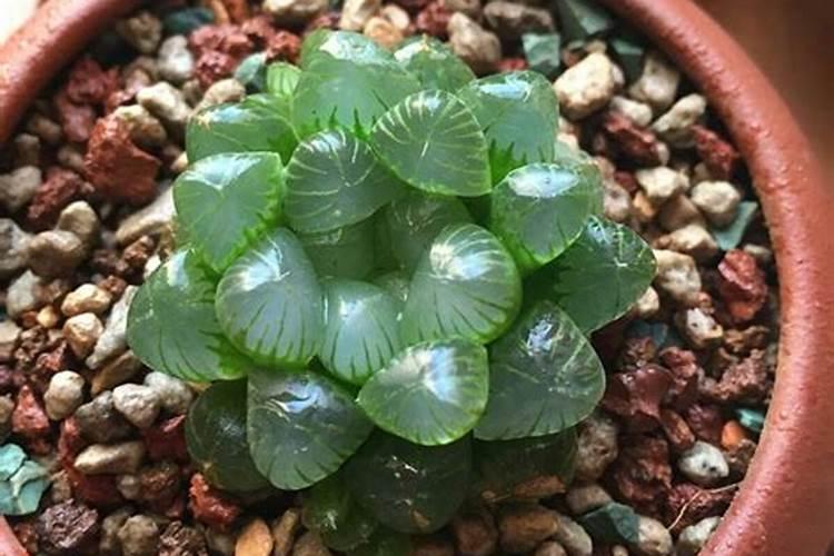 植物多肉玉露(玉露多肉种类)