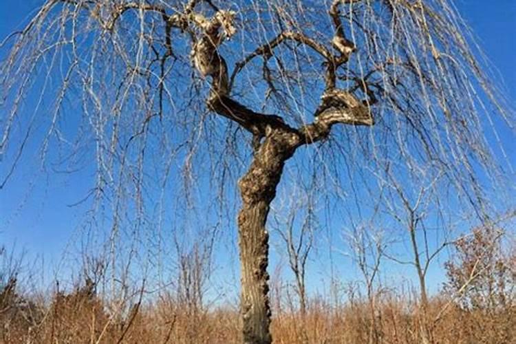 如何查找某一微生物肥料登记证什么时候到期？