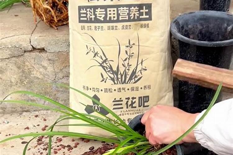 地栽藤本月季北方怎么过冬