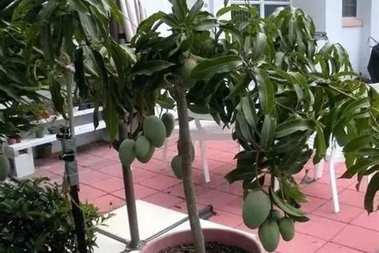 种芒果施什么肥