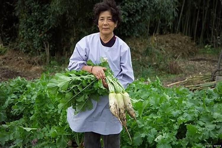 微量元素肥料在植物体内的作用及施用方法？