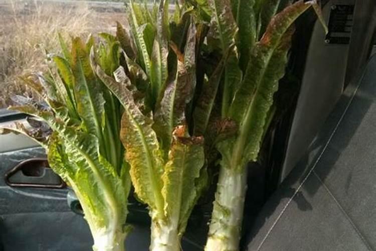 红尖叶莴笋长到六七寸高了还能打矮壮素吗