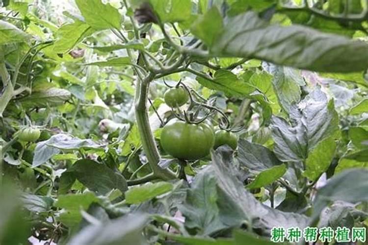 氮肥的简易鉴别中的化学反应方程式有哪些~~列一下如图~