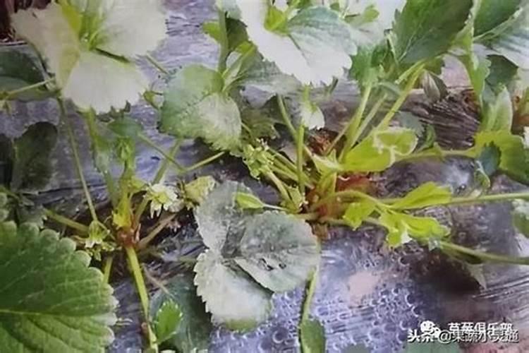 非洲菊为什么耷拉着