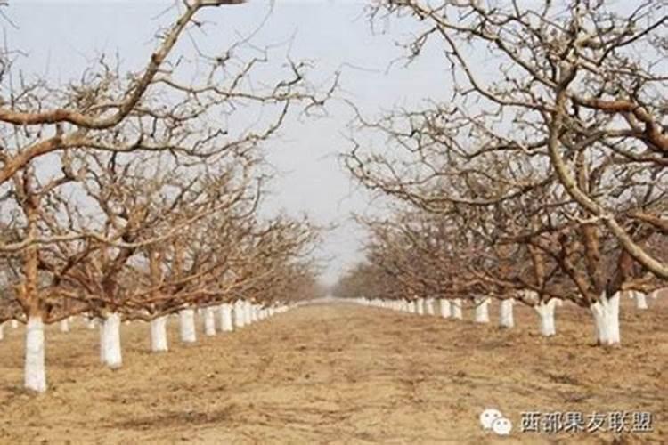 梨树施肥时间和方法