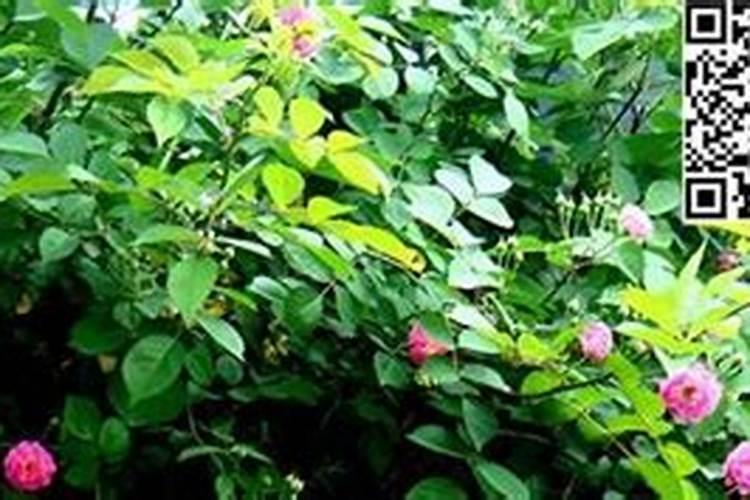 怎么养蔷薇开花多 蔷薇需要施什么肥