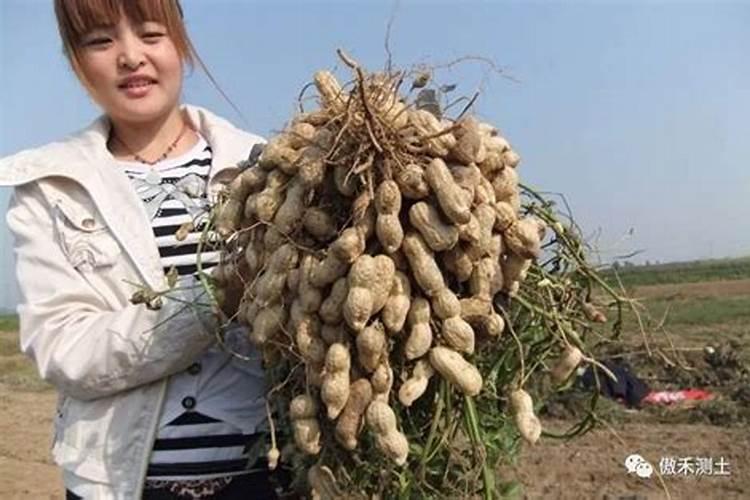 花生开花期施什么肥料