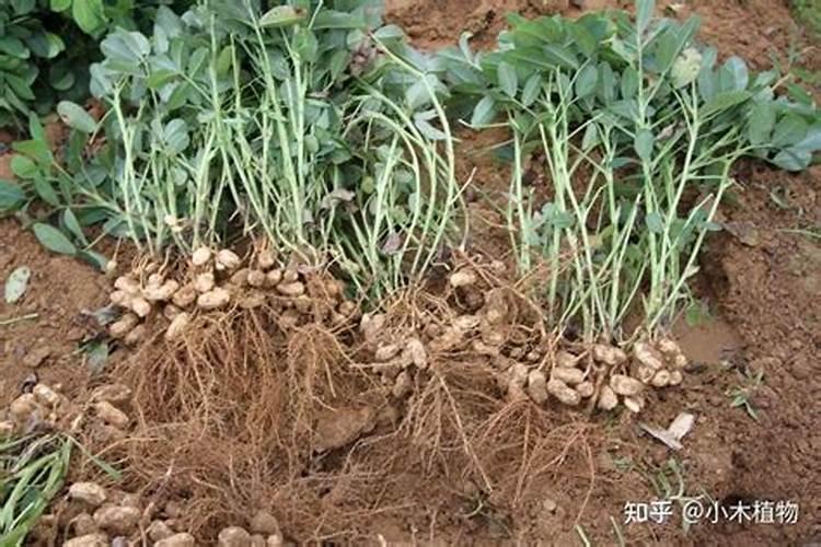 花生开花期要施什么肥