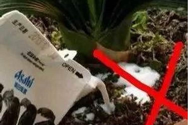 果树用什么水溶肥效果好？
