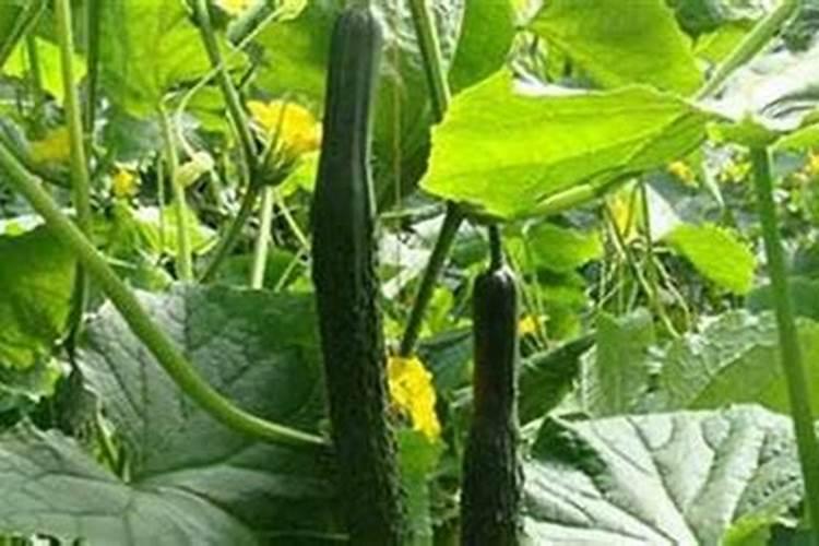 种黄瓜用什么肥料好