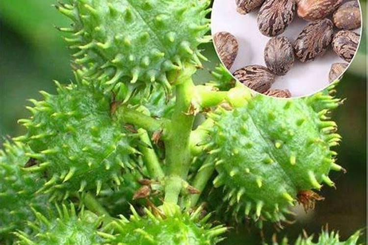 种植麦冬成本高吗？