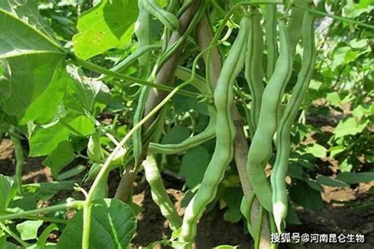 豆角冲什么水溶肥最好