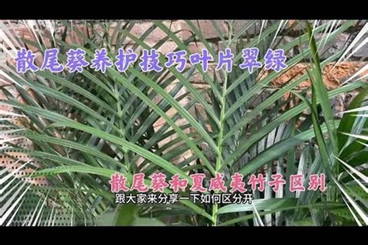 夏威夷竹叶子有黑斑怎么回事