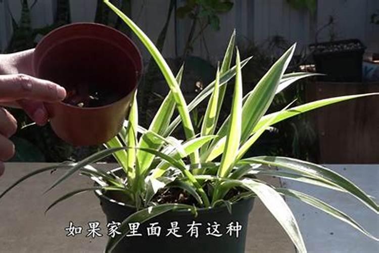 牡丹吊兰施什么肥 牡丹吊兰怎么施肥
