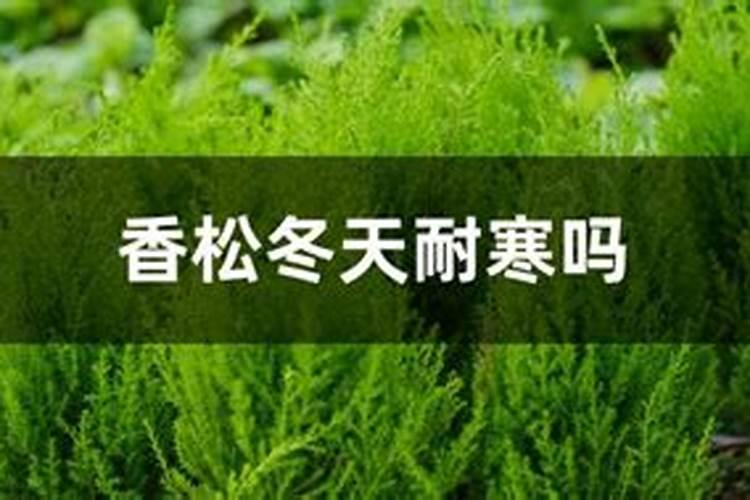香松变干怎么救