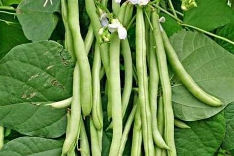 种豆角用什么肥料最好 种豆角用磷酸二氢钾肥可以吗