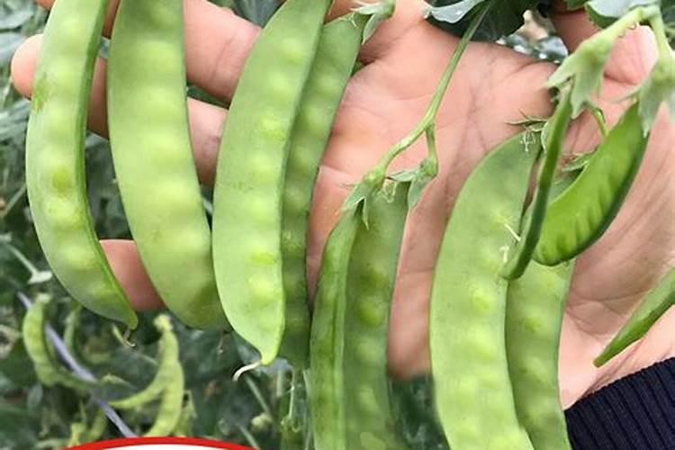哈茨木霉菌怎么使用？
