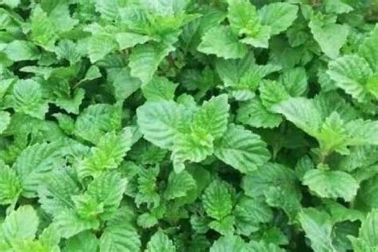 茶花孕蕾期正确的施肥方法