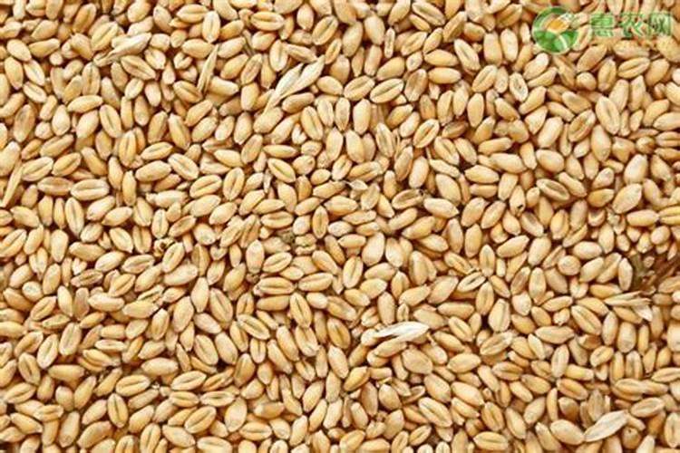 种小麦用什么肥料好