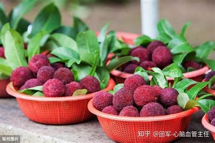 杨梅树不间断的掉叶与干枯该如何施救
