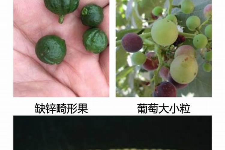 环磺酮主要除什么草