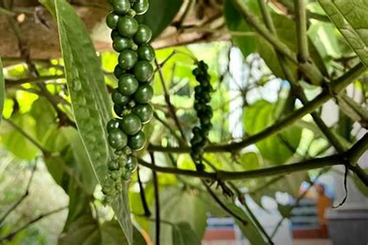 种植红阳猕猴桃技术