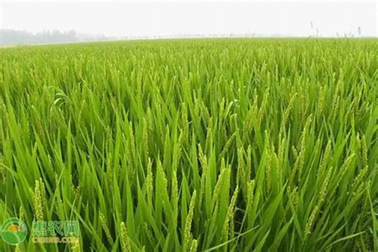 甜瓜膨果增甜用什么药？甜瓜坐果增甜期施肥管理如何做