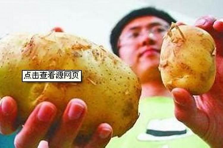土豆施肥用什么肥料 适合土豆的肥料