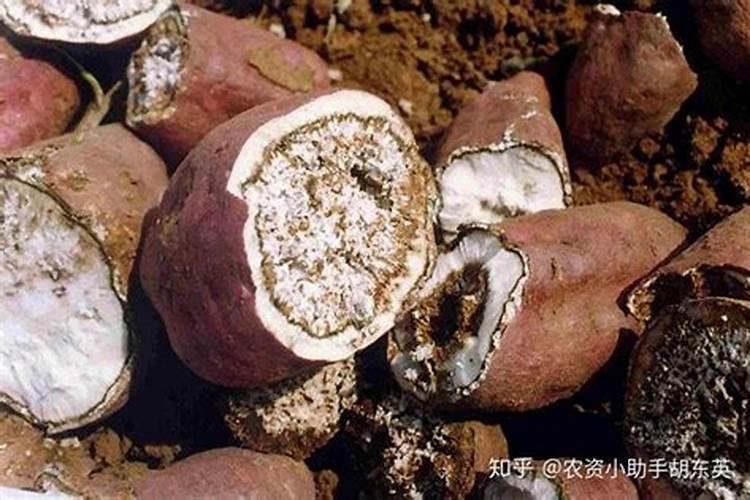 红薯用什么肥料