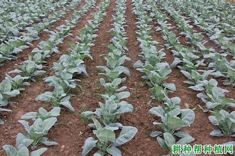 花椰菜的田间管理要注意哪些要点