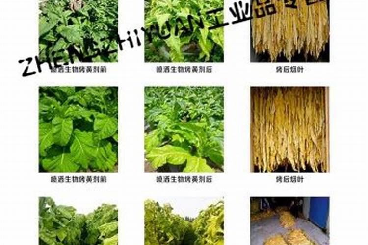 烟草憨烟是怎么形成的