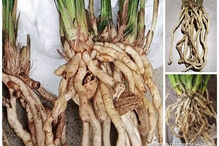 怎样促使兰花发芽？