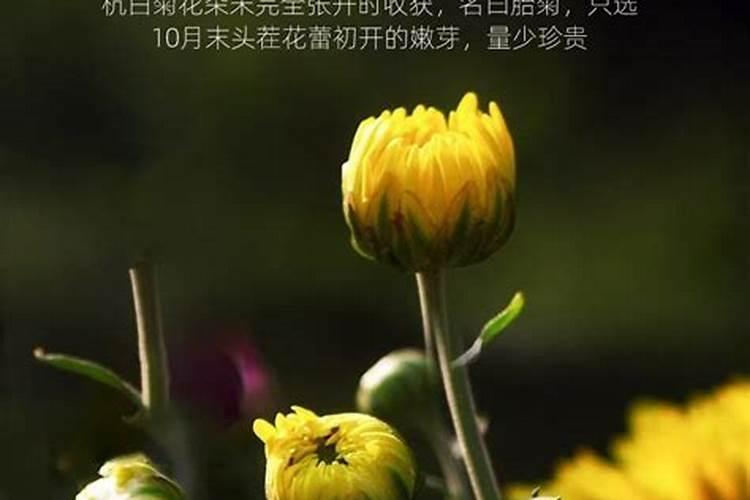 什么是微量元素水溶肥？