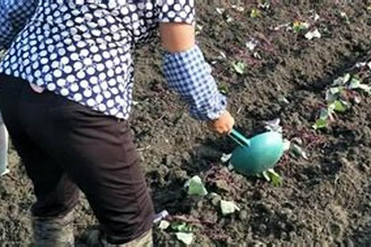 苹果着色的决定性因素有哪些？用钾肥好还是磷肥好呢？