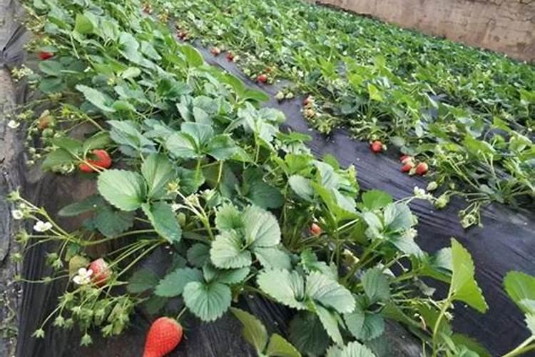 草莓施什么肥料最甜