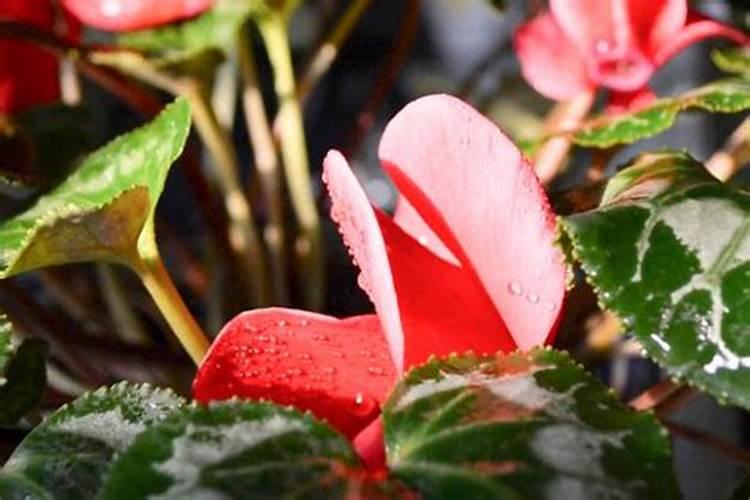 仙客来开花期间怎么浇水施肥