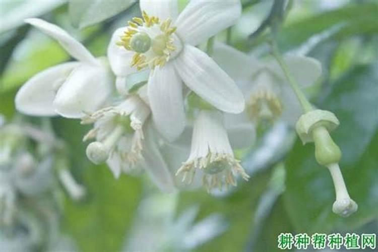 想要提高柚子的座果率,都该掌握哪些管理技巧？