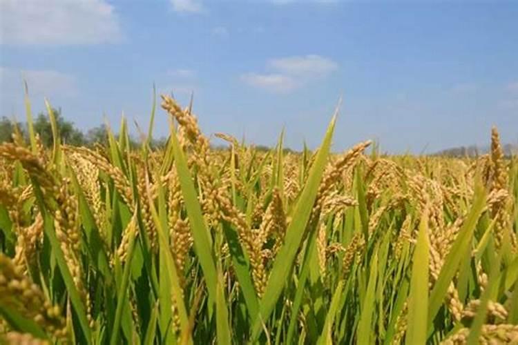 水稻一次性肥每亩放多少斤最好