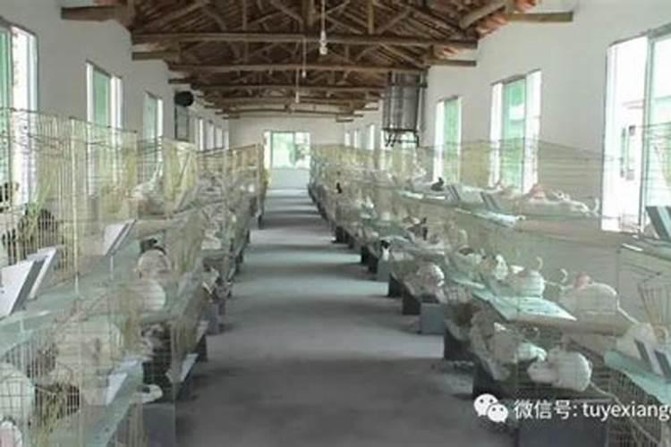 兔粪晒干怎么发酵 兔粪晒干如何发酵