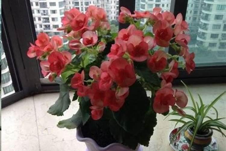 长寿花施什么肥好