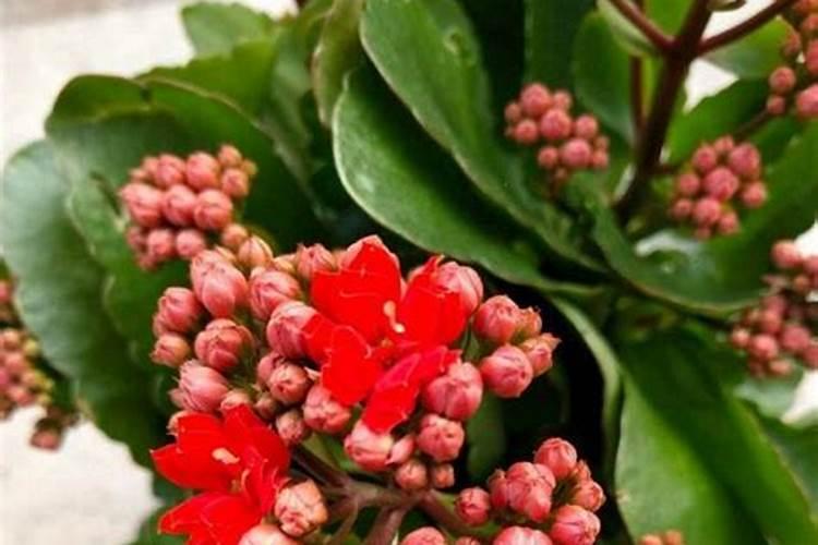 长寿花花期怎样施肥和浇水