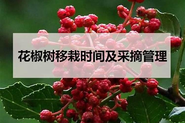 花椒树施什么肥最佳