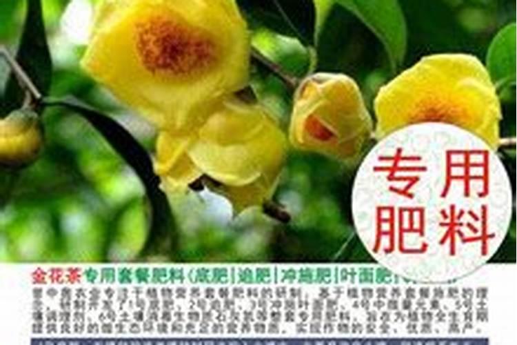 凹脉金花茶种殖方法