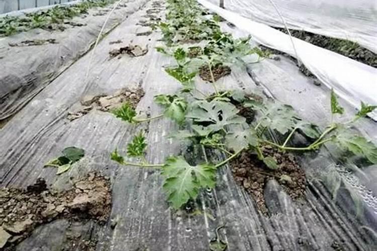 种西瓜用什么肥料最好