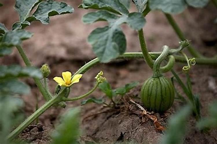 西瓜抗病增产增收施肥用什么肥料？西瓜膨果用什么肥料好？