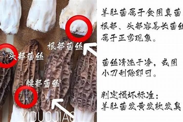 有机菌肥长白毛是好肥吗