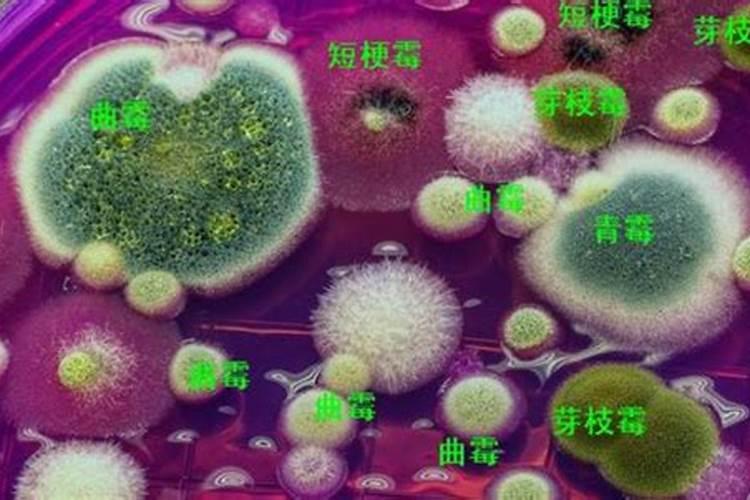 有机菌肥长白毛是好肥吗(微生物菌肥长毛效果好不好)